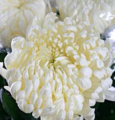 Хризантема Фред Шусмит одноголовая ― Цветок