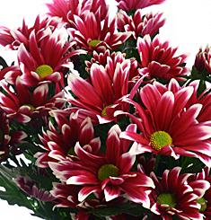 Хризантема Батини кустовая ― Цветок