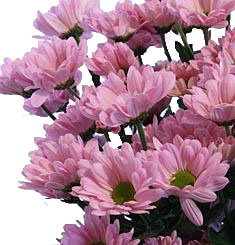 Хризантема Катинка кустовая ― Цветок
