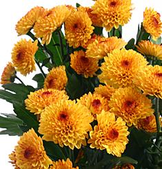 Хризантема Лолипоп желтая кустовая ― Цветок