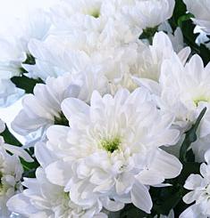 Хризантема Зембла белая кустовая ― Цветок