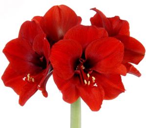 Амариллис ― Цветок
