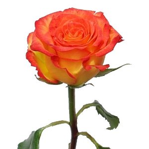 Роза Циркус Эквадор 70 см ― Цветок
