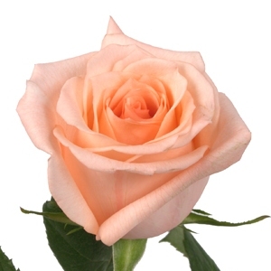 Роза Энгажемент Эквадор 90 см ― Цветок