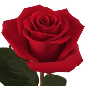 Роза Форевер Янг Эквадор 70 см ― Цветок