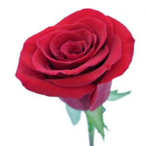 Роза Фридом Эквадор 70 см  ― Цветок