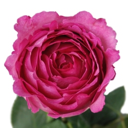 Роза пионовидная ― Цветок