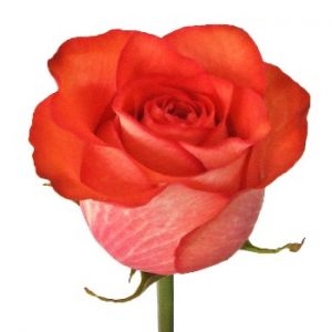 Роза Игуана Эквадор 80см ― Цветок