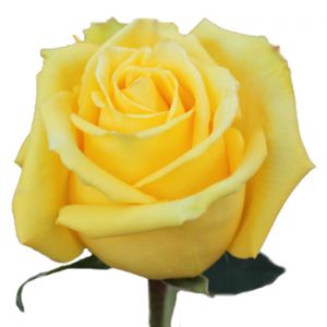 Роза Мохана Эквадор 80 см ― Цветок