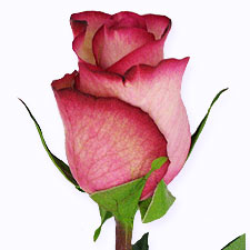 Роза Карусель Эквадор 60 см ― Цветок