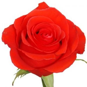 Роза Стар 2000 Эквадор 80 см ― Цветок