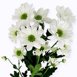 Хризантема Бакарди белая кустовая ― Цветок