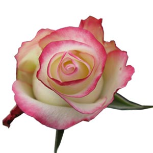 Роза Свитнес Эквадор 70 см ― Цветок