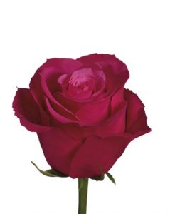 Роза Черри Ош Эквадор 80 см ― Цветок