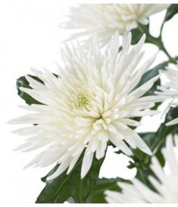 Хризантема Анастасия одноголовая белая ― Цветок