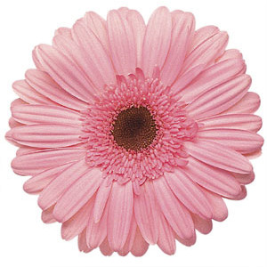 Гербера розовая ― Цветок
