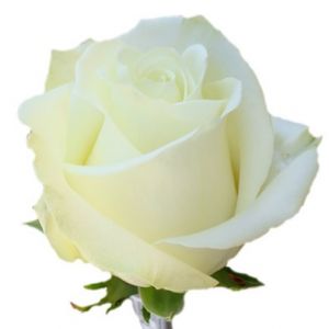 Роза Полар Стар Эквадор 80 см ― Цветок