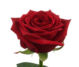 Роза Рэд наоми Россия 80 см ― Цветок