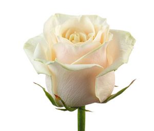 Роза Талея Россия  ― Цветок