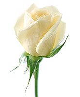 Роза Венделла Эквадор 70 см ― Цветок