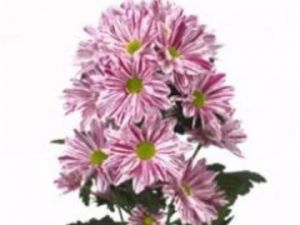 Хризантема Артист розовая кустовая ― Цветок